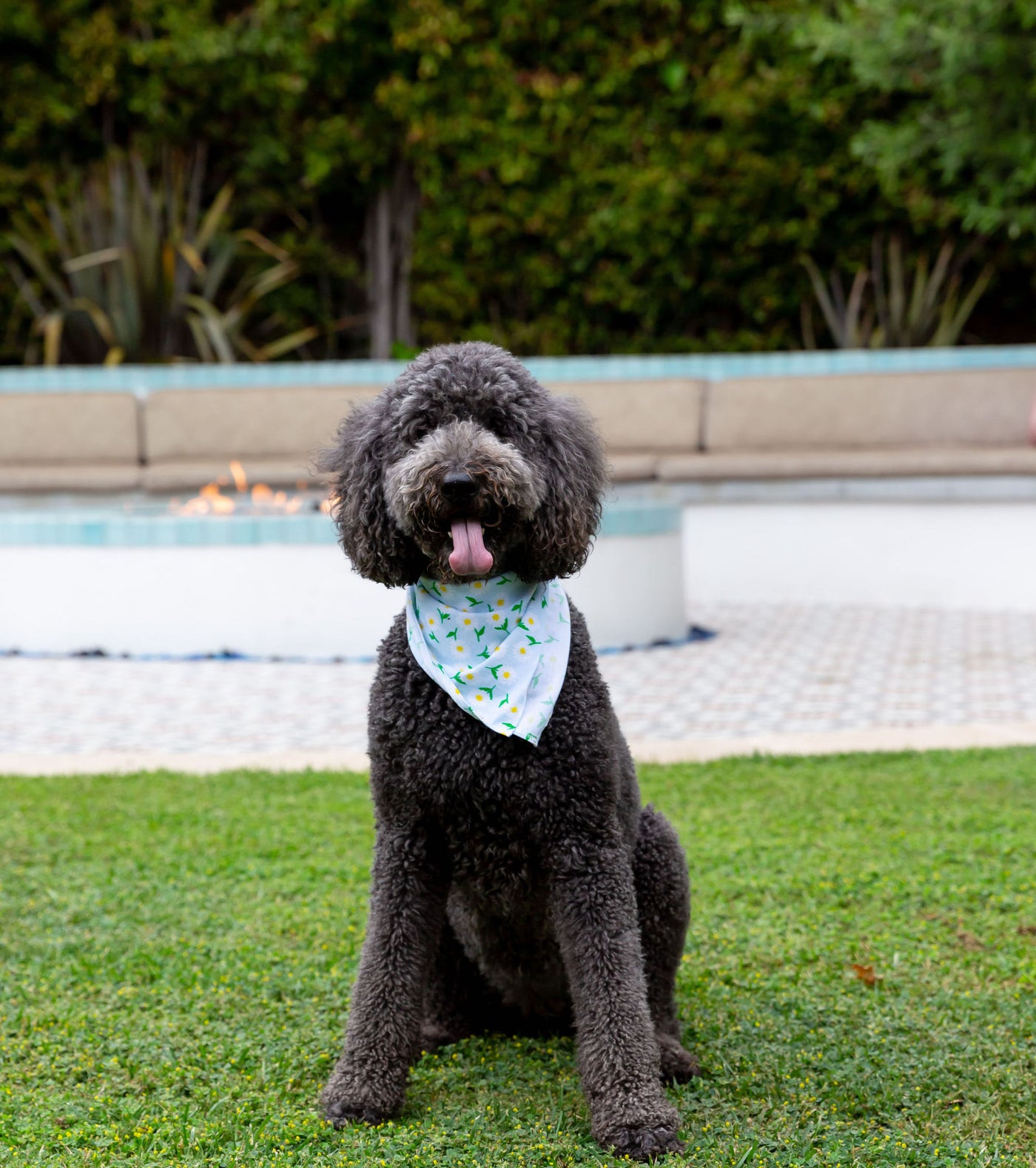 Daisy Dog Bandana